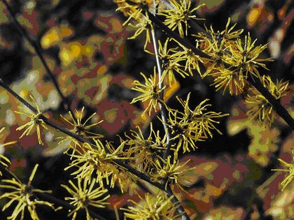 Herbstblühende Zaubernuss 