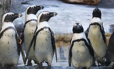 Eine Gruppe Brillenpinguine auf dem Landbereich ihres Geheges im Aquazoo