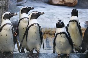 Fünf Brillenpinguine stehen nebeneinander auf dem Kunstfelsen in der Anlage des Aquazoo 