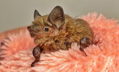 Eine Fledermaus sitzt auf einem lachsfarbenen Handtuch