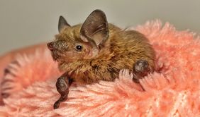 Eine Fledermaus sitzt auf einem lachsfarbenen Handtuch