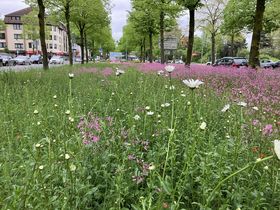 Landeshauptstadt Düsseldorf/Gartenamt