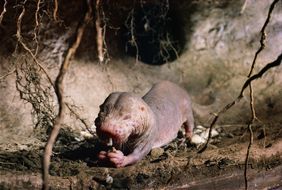 Nacktmull (Heterocephalus glaber) in einer unterirdischen Kammer