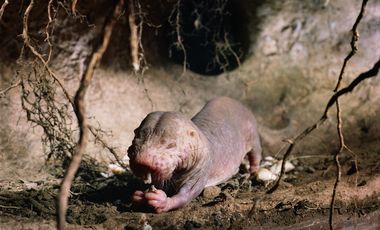 Nacktmull (Heterocephalus glaber) in einer unterirdischen Kammer