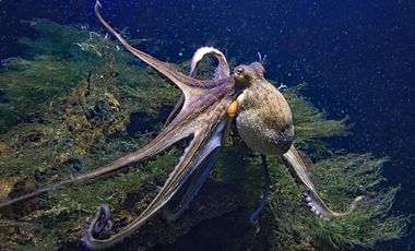 Gewöhnlicher Krake im Aquazoo