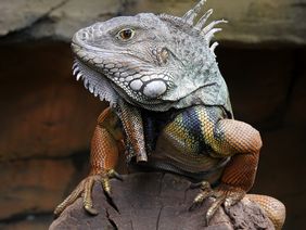 Grüner Leguan auf einem Ast im Aquazoo Düsseldorf