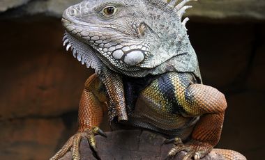 Grüner Leguan auf einem Ast im Aquazoo Düsseldorf