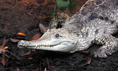 Australienkrokodil (Crocodylus johnsoni) in der Tropenhalle des Aquazoo Löbbecke Museum