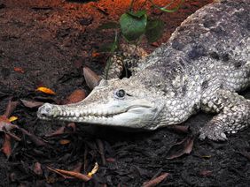 Unsere "Old Lady" - ein Australien-Krokodil