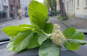 Landeshauptstadt Düsseldorf/Gartenamt