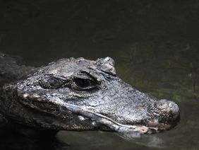 Stumpfkrokodil (Osteolaemus tetraspis) in der Tropenhalle des Aquazoo Löbbecke Museum