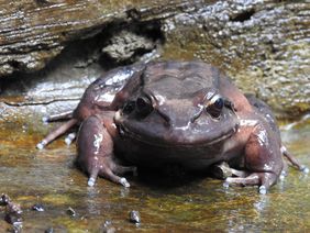 Antillen-Ochsenfrosch im Wasserbereich des geheges im Aquazoo Düsseldorf