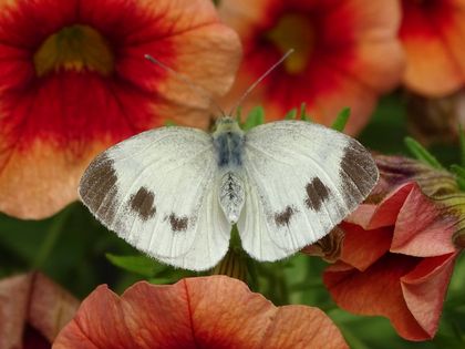 Karstweißling (Pieris mannii) auf Zauberglöckchen (Calibrachoa × hybrida), Foto: Gartenamt Düsseldorf