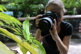 Insekten halten meist still und ermöglichen Makroaufnahmen.