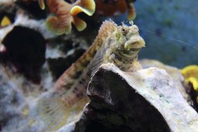 Juwel-Felshüpfer (Salarias fasciatus) auf einem Felsen im Aquazoo