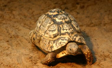 Man sieht eine Leopardschildkröte im Terrarium