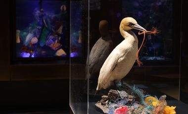 Präparat eines Basstölpels (Meeresvogel) auf einem Nest, das überwiegend aus Plastikteilen besteht. Im Schnabel trägt der Vogel ein Stück Nylonschnur.