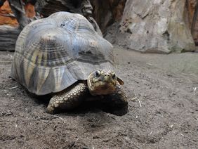 Strahlenschildkröte im Aquazoo Löbbecke Museum