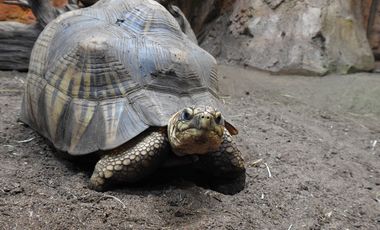 Strahlenschildkröte im Aquazoo Löbbecke Museum