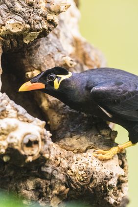 Mittelbeo (Gracula religiosa intermedia) im Zoo Basel