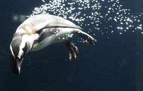 Brillenpinguin (Spheniscus demersus) tauchend im Aquazoo Löbbecke Museum