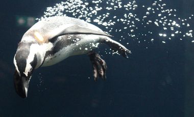 Brillenpinguin (Spheniscus demersus) tauchend im Aquazoo Löbbecke Museum