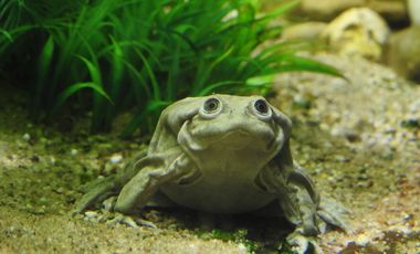 Titicaca-Riesenfrosch im Aquarium des Aquazoo Löbbecke Museum