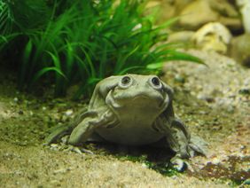 Titicaca-Riesenfrosch im Aquarium des Aquazoo Löbbecke Museum