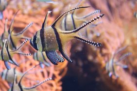 Ein Banggai-Kardinalbarsch vor einer orange-farbenen Seeanemone