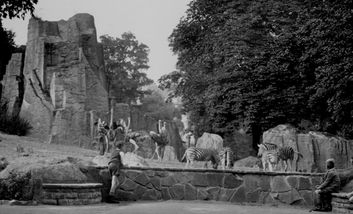 Strauße und Zebras im ehemaligen Zoo