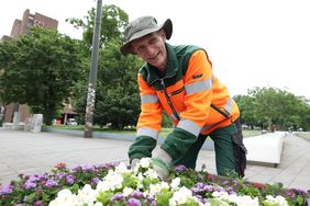 Noch einmal die Blümchen richten: Stadtgärtner Thomas Rohde legt nochmal Hand an, bevor der Blumenschmuck zur UEFA EURO 2024 am Graf-Adolf-Platz der Öffentlichkeit präsentiert wurde.