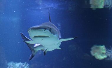 Schwarzspitzen-Riffhai (Carcharhinus melanopterus) im Haiaquarium des Aquazoo Löbbecke Museum