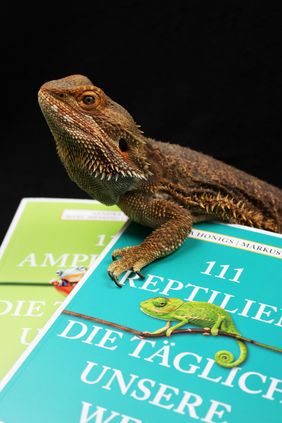 Eine Bartagame (Echse) sitzt auf den beiden Büchern