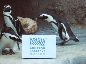 Brillenpinguine vor einem Schild mit der Wort-Bild-Marke des Aquazoo