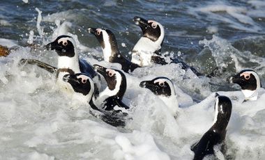 Man sieht mehrere Brillenpinguine in der Brandung