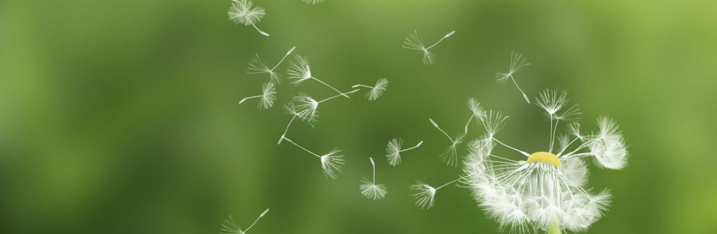 Pusteblume, ©Makuba, fotolia