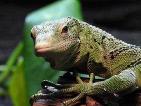 Smaragdwaran (Varanus prasinus) im Terrarium des Aquazoo in Düsseldorf