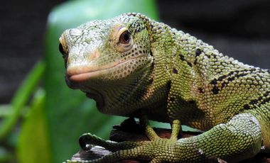 Smaragdwaran (Varanus prasinus) im Terrarium des Aquazoo in Düsseldorf