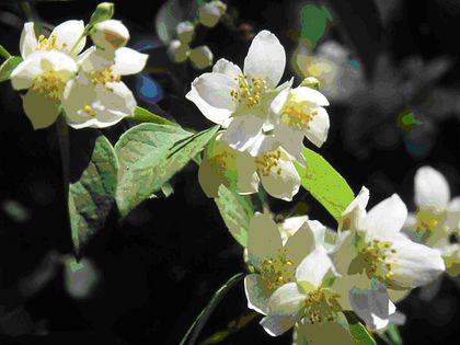 Falscher Jasmin/Duftender Bauernjasmin