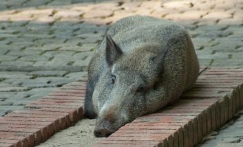 Wildschwein in der Pause...