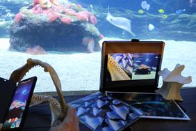 Smartphone und Notebook übertragen Szenen Rochen aus dem Haibecken des Aquazoo