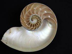 Der Aufbau des Nautilus-Gehäuses lässt sich durch eine mathematische Formel beschreiben.