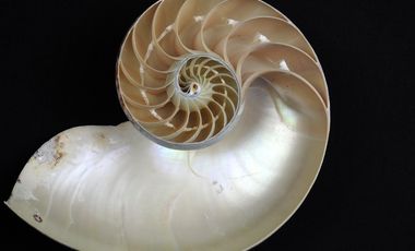 Der Aufbau des Nautilus-Gehäuses lässt sich durch eine mathematische Formel beschreiben.