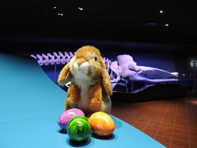 Ein Plüschhase sitzt auf dem blauen Kassenmöbel im Eingangsbereich des Aquazoo. Vor ihm liegen drei bunte Eier. Im Hintergrund ist ein Pottwalskelett der Ausstellung zu erkennen.