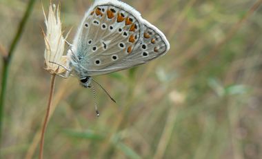 Schmetterling auf einem Grashalm sitzend