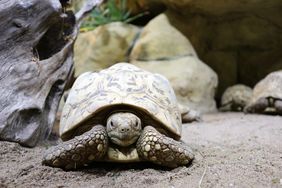 Eine Pantherschildkröte im Gehege des Aquazoo