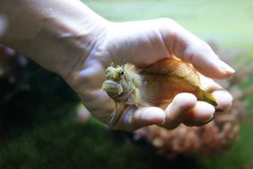 Juwel-Felshüpfer (Salarias fasciatus) auf der Hand seiner Tierpflegerin im Aquazoo