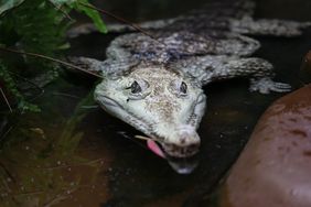 Ein Australienkrokodil im Wasser