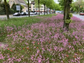 Landeshauptstadt Düsseldorf/Gartenamt