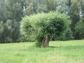 Landeshauptstadt Düsseldorf/Garten-, Friedhofs und Forstamt